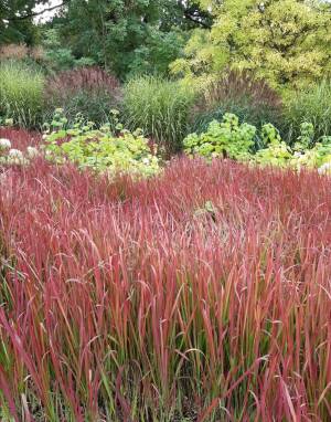 Imperata cylindryczna 'Red Baron'  Imperata cilindrica 'Red Baron'