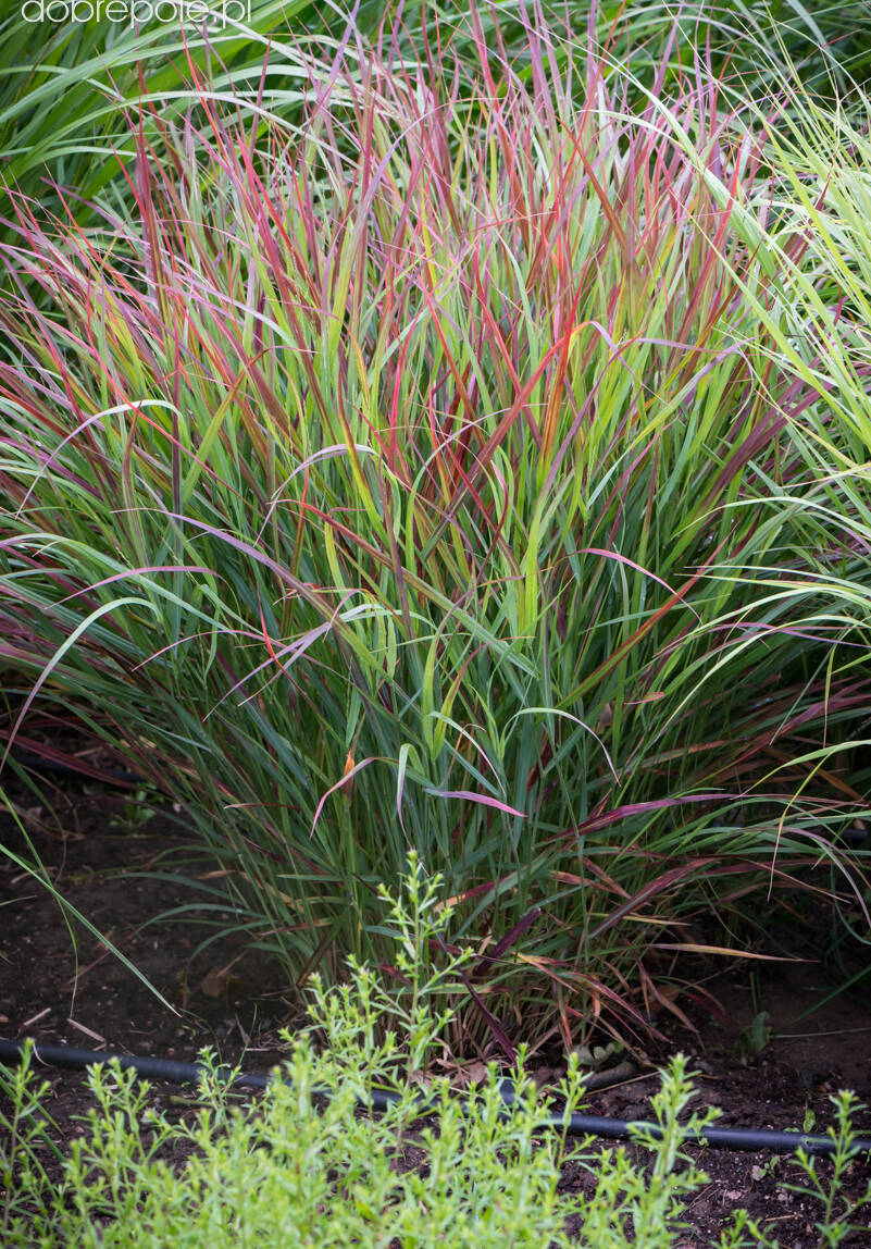 Proso rózgowate 'Shenandoah' Panicum virgatum 'Shenandoah'