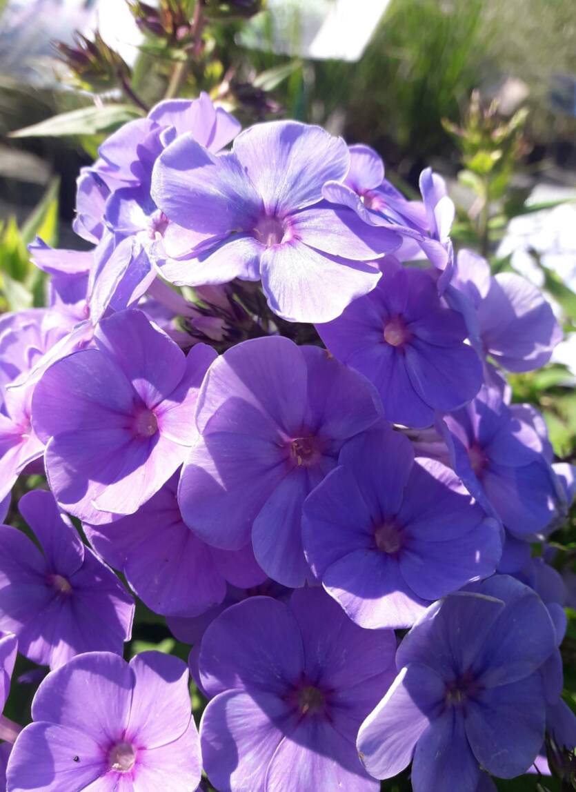 Floks wiechowaty 'Sweet Summer Ocean ' Phlox paniculata 'Sweet Summer Ocean''