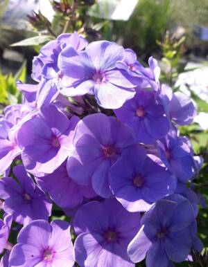 Floks wiechowaty 'Sweet Summer Ocean ' Phlox paniculata 'Sweet Summer Ocean''