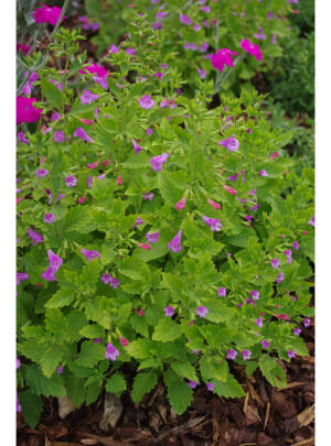 Kalaminta nepeta Pink Calamintha nepeta