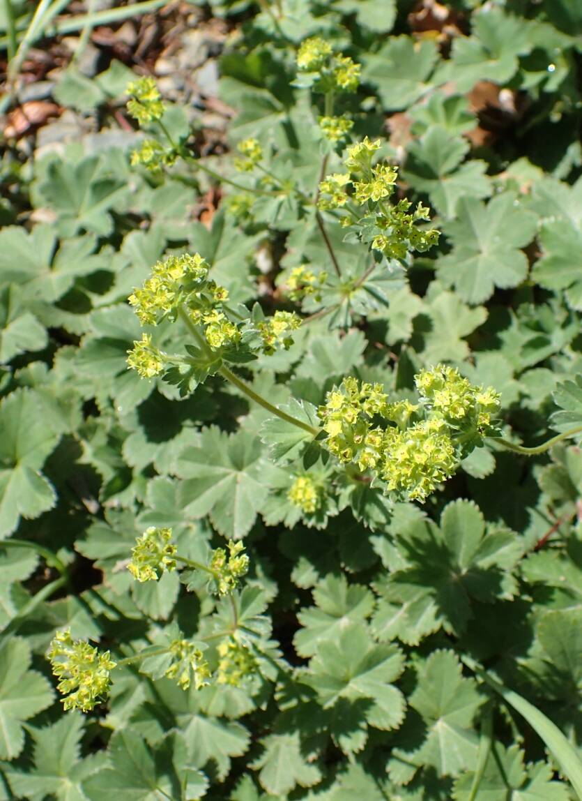 Przywrotnik czerwonostopy Alchemilla erythropoda