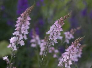 Lnica purpurowa 'Canon J. Went' Linaria purpurea 'Canon J. Went'