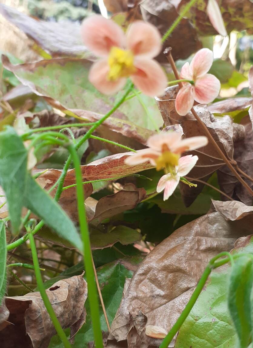Epimedium warlejskie 'Orange Konigin' Epimedium x  warleyense 'Orange Konigin' DOSTĘPNY PO 15 CZERWCA 2024