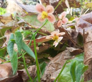 Epimedium warlejskie 'Orange Konigin' Epimedium x  warleyense 'Orange Konigin' DOSTĘPNY PO 15 CZERWCA 2024