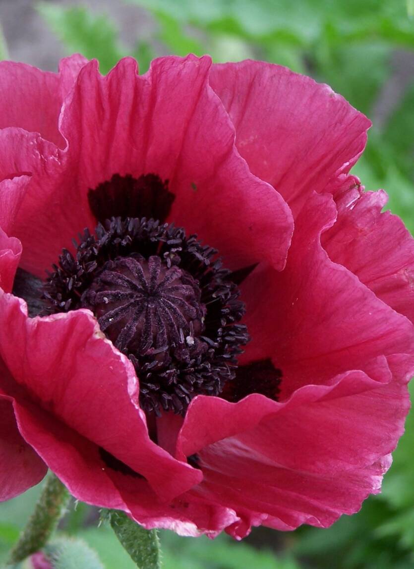 Mak wschodni 'Marlene' Papaver orientale 'Marlene'