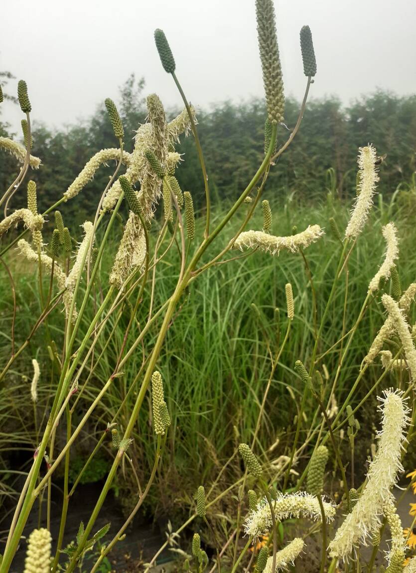 Krwiściąg kanadyjski Sanguisorba canadensis