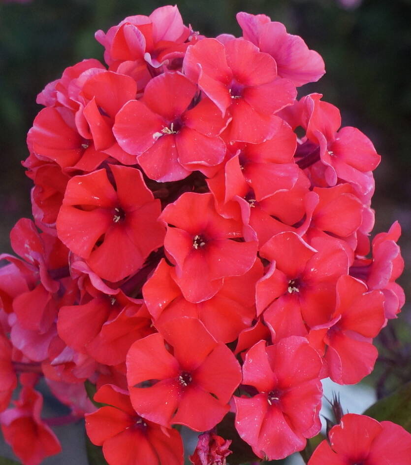 Floks wiechowaty 'Tequila Sunrise'  Phlox paniculata 'Tequila Sunrise'