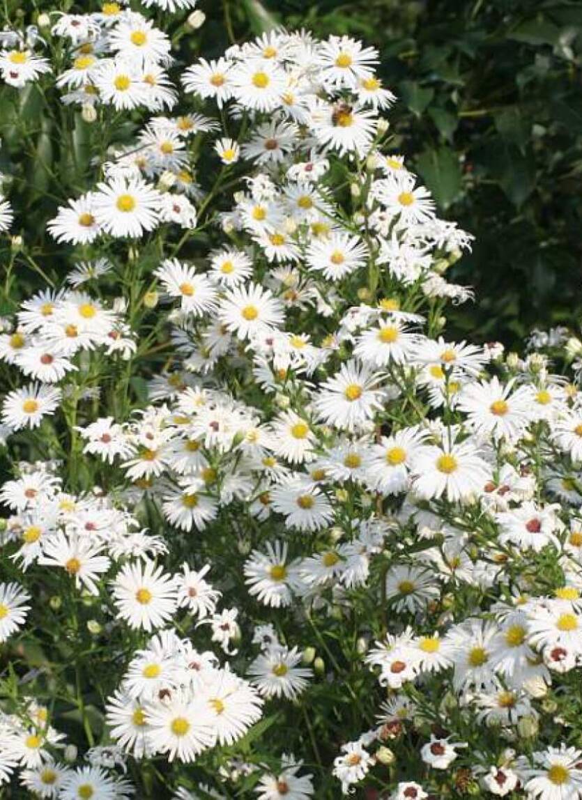 Aster nowobelgijski 'Mount Everest'  Symphyotrichum novi-belgii 'Mount Everest''