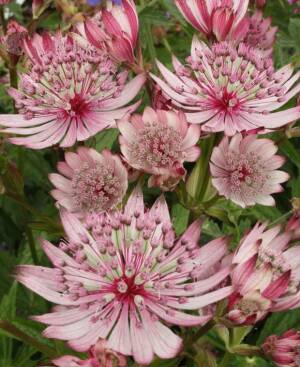 Jarzmianka większa 'Sparkling Stars Pink' Astrantia major 'Sparkling Stars Pink'