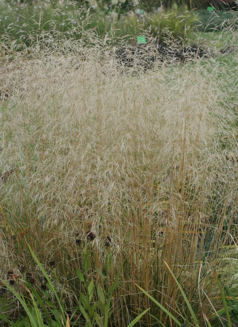 Śmiałek darniowy 'Goldtau'  Deschampsia ceaspitosa 'Goldtau'