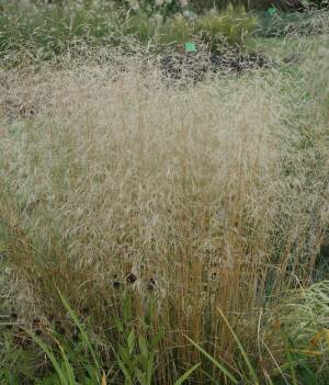 Śmiałek darniowy 'Goldtau'  Deschampsia ceaspitosa 'Goldtau'