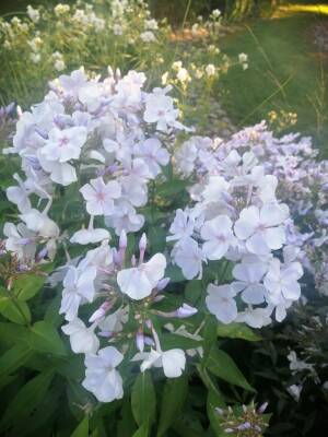 Floks wiechowaty 'Nebesa' Phlox paniculata 'Nebesa'