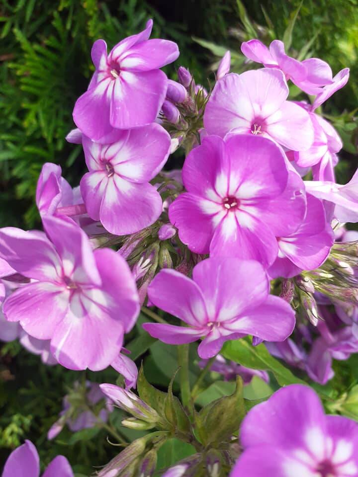 Floks wiechowaty 'David's Lavender' Phlox paniculata 'David's Lavender'
