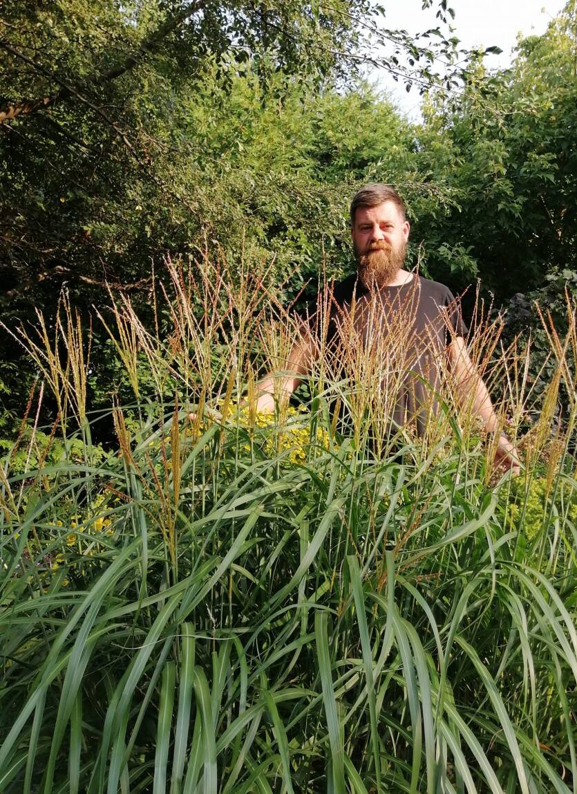 Miskant chiński 'Korea' Miscanthus sinensis 'Korea' 