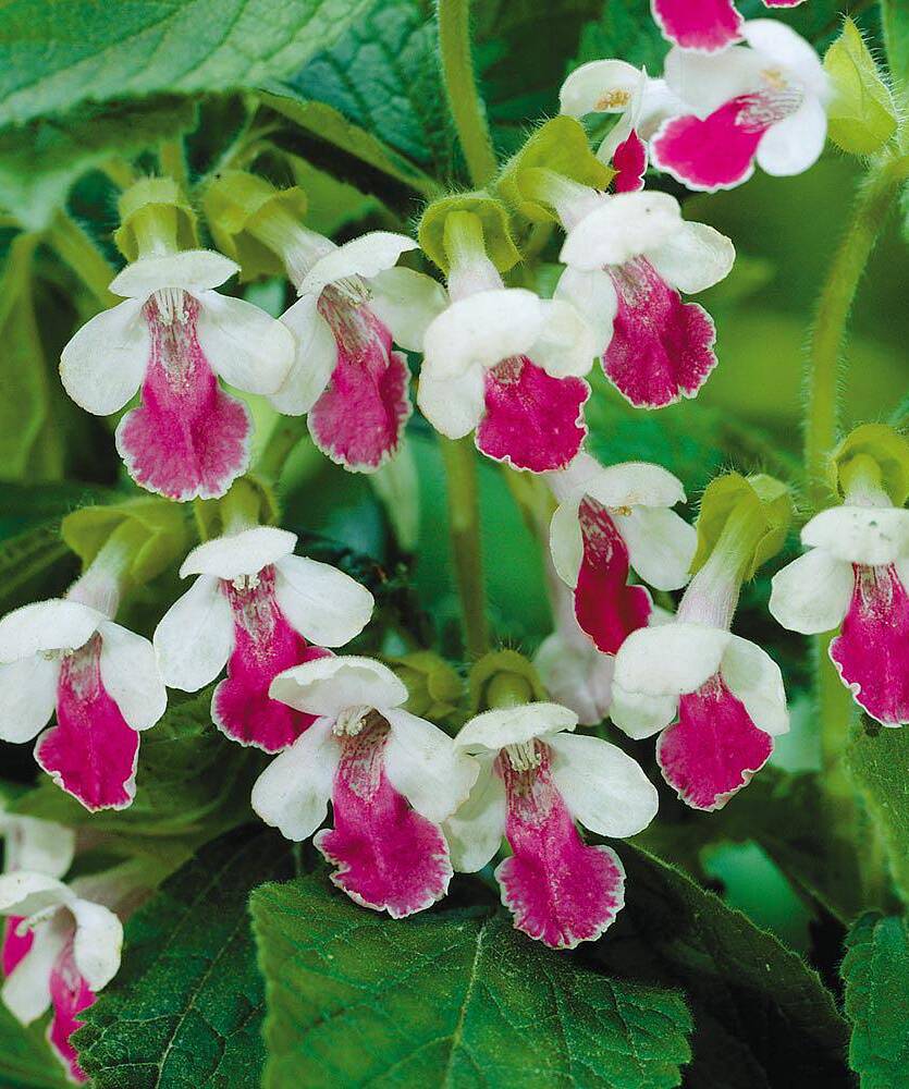 Miodownik melisowaty  Melittis melisophyllum  DOSTĘPNY PO 15 CZERWCA 2024