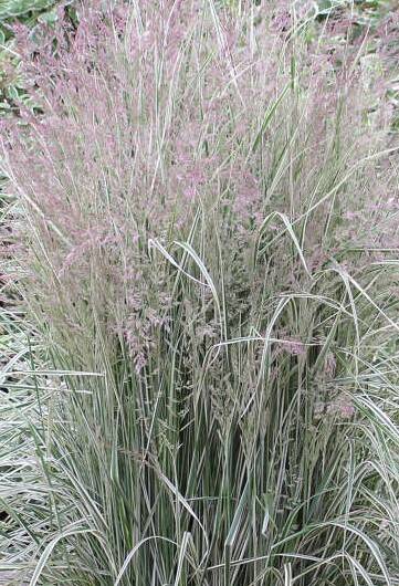 Trzcinnik ostrokwiatowy 'Overdam' Calamagrostis x acutiflora 'Overdam'