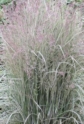 Trzcinnik ostrokwiatowy 'Overdam' Calamagrostis x acutiflora 'Overdam'