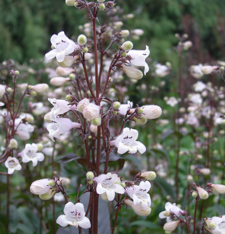 Penstemon naparstnicowaty 'Husker Red' Penstemon digitalis 'Husker Red'