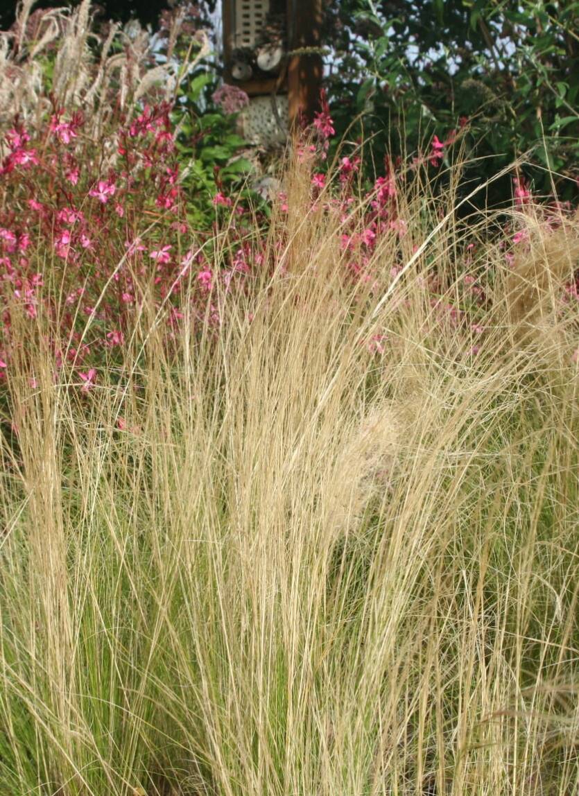 Stipa cieniutka 'Pony Tails' Stipa tennuissima 'Pony Tails' DOSTĘPNA PO 15 CZERWCA 2024