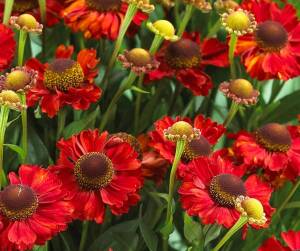 Dzielżan ogrodowy 'Hot Lava' Helenium x hybrida 'Hot Lava'