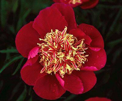 Piwonia chińska 'Ursyn Niemcewicz' Paeonia lactiflora 'Ursyn Niemcewicz'