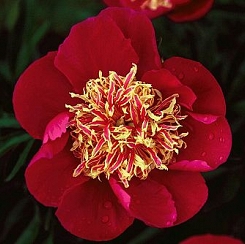 Piwonia chińska 'Ursyn Niemcewicz' Paeonia lactiflora 'Ursyn Niemcewicz'