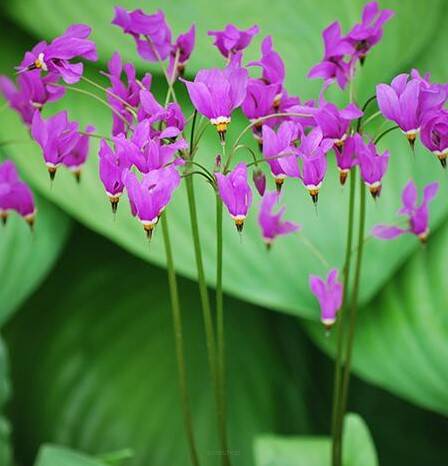 Bożykwiat Meada Dodecatheon meadia