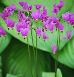 Bożykwiat Meada Dodecatheon meadia