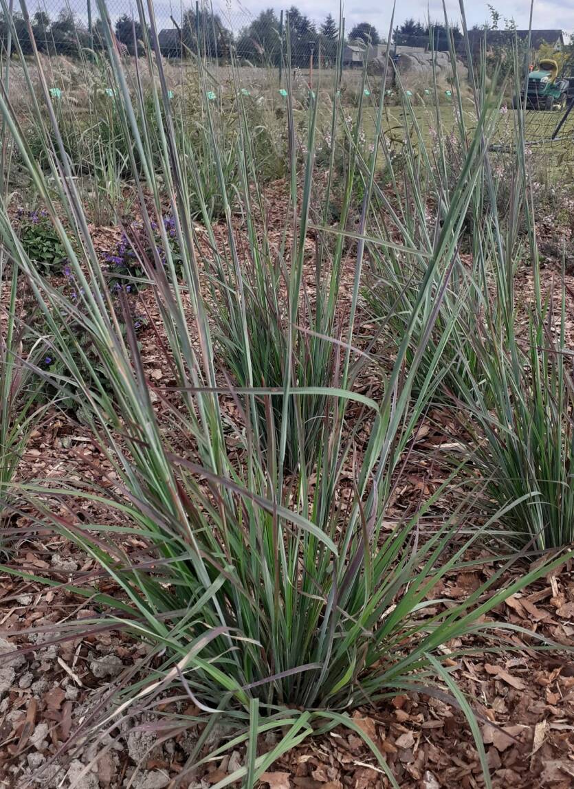 Palczatka miotlasta 'Standing Ovation' Schizachyrium scoparium 'Standing Ovation'
