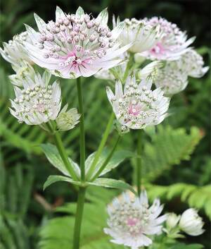 Jarzmianka większa 'Star of Billion' Astrantia major 'Star of Billion'