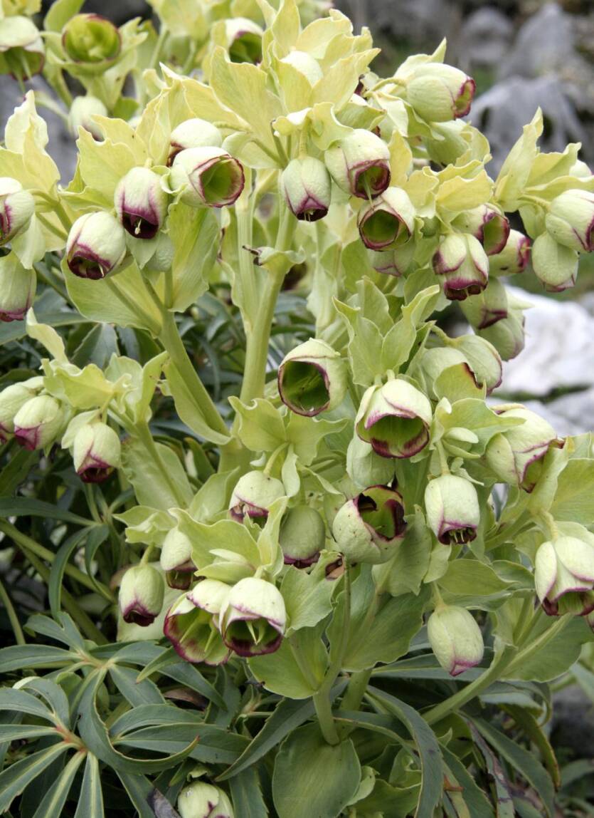 Ciemiernik cuchnący Helleborus foetidus 