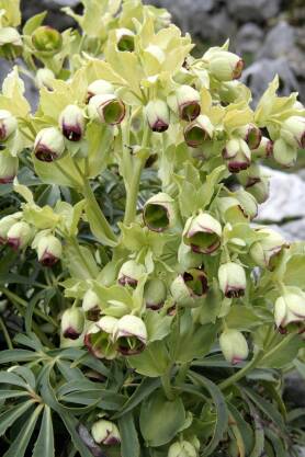 Ciemiernik cuchnący Helleborus foetidus