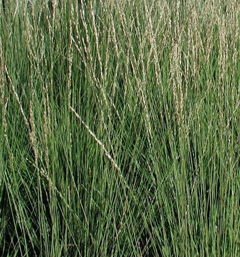 Trzęślica modra 'Carmarthen' Molinia caerluea 'Carmarthen'