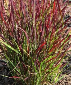 Proso rózgowate 'Sangria' Panicum virgatum 'Sangria' DOSTĘPNE PO 15 CZERWCA 2024