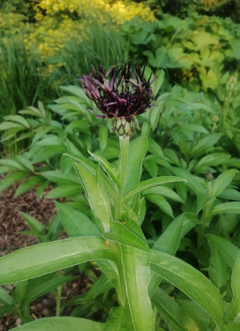 Chaber górski 'Jordy' Centaurea montana 'Jordy' DOSTĘPNY PO 15 CZERWCA 2024