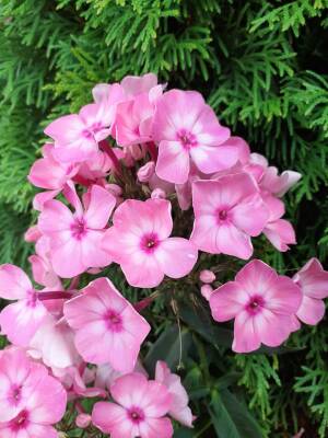 Floks wiechowaty 'Olenka'  Phlox paniculata 'Olenka'