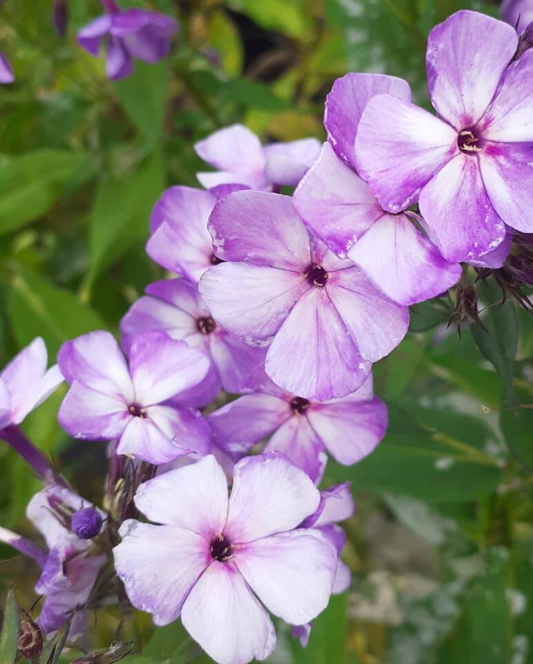Floks wiechowaty 'Jeff's Blue'  Phlox paniculata 'Jeff's Blue'