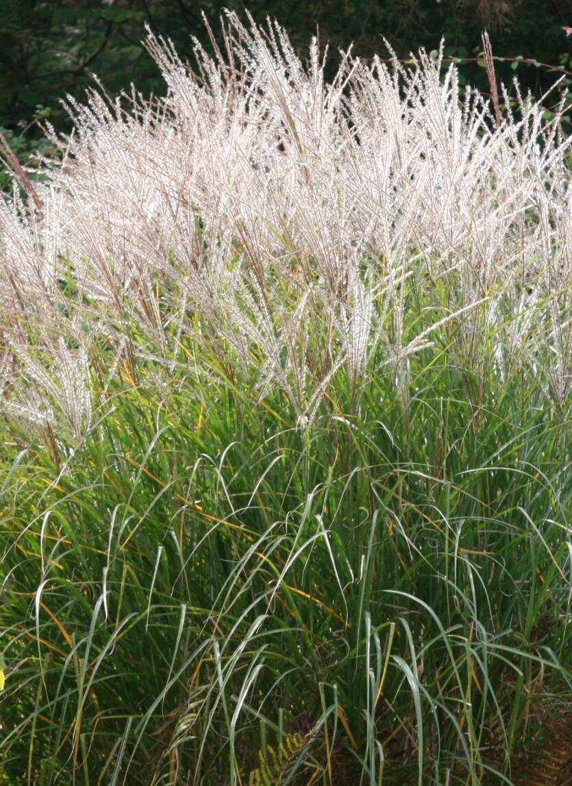 Miskant chiński 'Silberspinne' Miscanthus sinensis 'Silberspinne' 