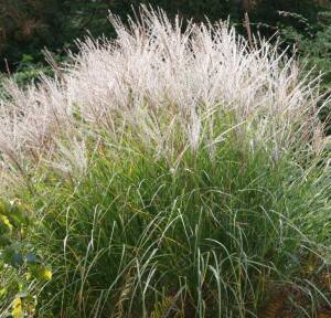 Miskant chiński 'Silberspinne' Miscanthus sinensis 'Silberspinne' 