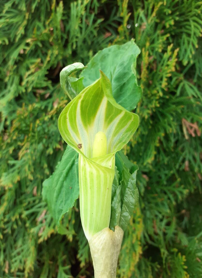 Arizema amurska Arisaema amurense