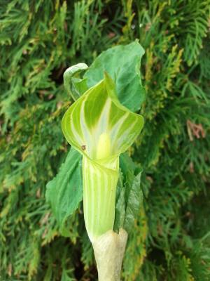 Arizema amurska Arisaema amurense