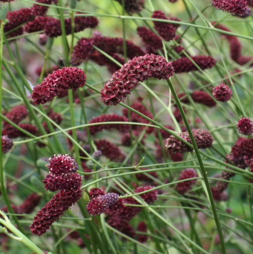 Krwiściąg lekarski 'Arnhem' Sanguisorba officinalis 'Arnhem'