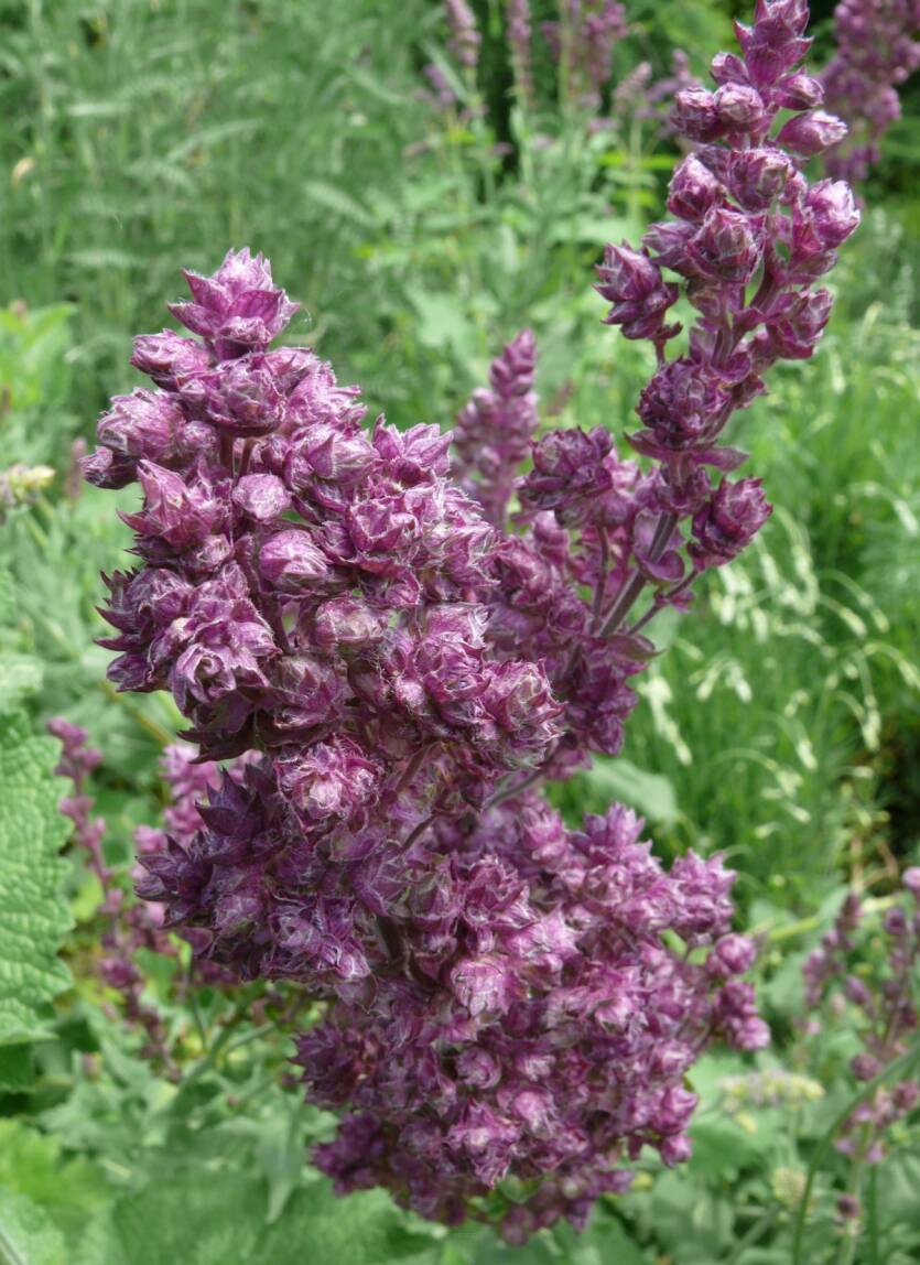 Szałwia omszona 'Plumosa'  Salvia nemorosa 'Plumosa'