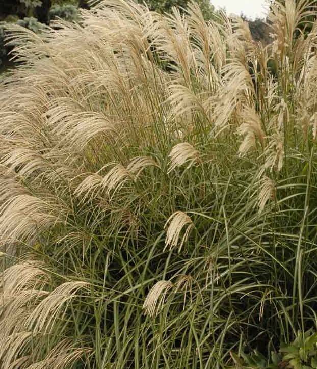 Miskant chiński 'Graziella' Miscanthus sinensis 'Graziella' 