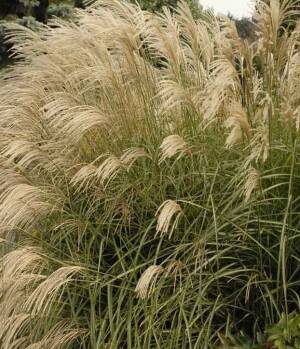 Miskant chiński 'Graziella' Miscanthus sinensis 'Graziella' 