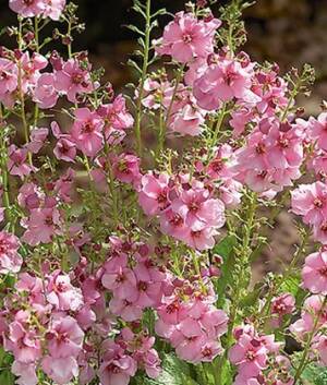 Dziewanna ogrodowa 'Rosie' Verbascum x hybridum 'Rosie' 