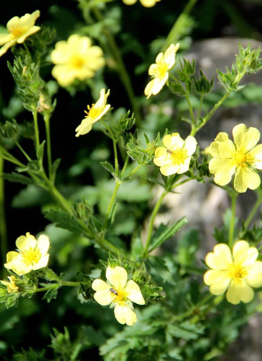 Pięciornik wyprostowany 'Citrina' Potentilla recta 'Citrina'