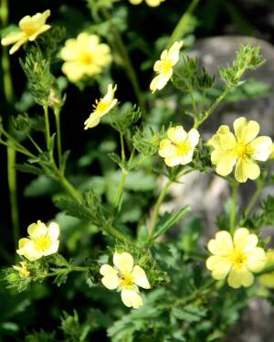 Pięciornik wyprostowany 'Citrina' Potentilla recta 'Citrina'