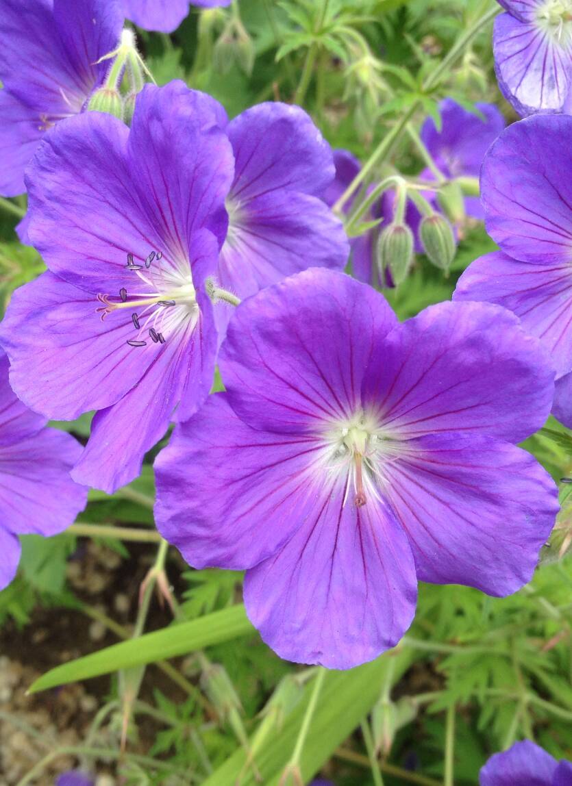 Bodziszek ogrodowy 'Orion' Geranium hybrida 'Orion' DOSTĘPNY PO 15 CZERWCA 2024